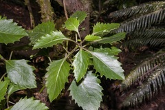 Lordhowea insularis