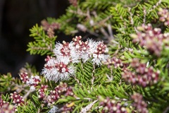 Melaleuca howeana