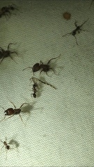 Pheidole obtusospinosa