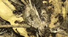 Pheidole obtusospinosa