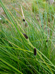 Carex dipsacea