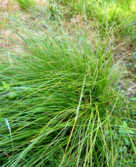 Carex dipsacea