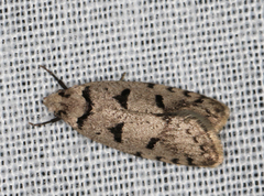 Scatochresis