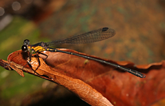 Lestoidea conjuncta