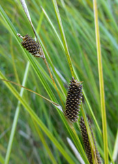 Carex dipsacea