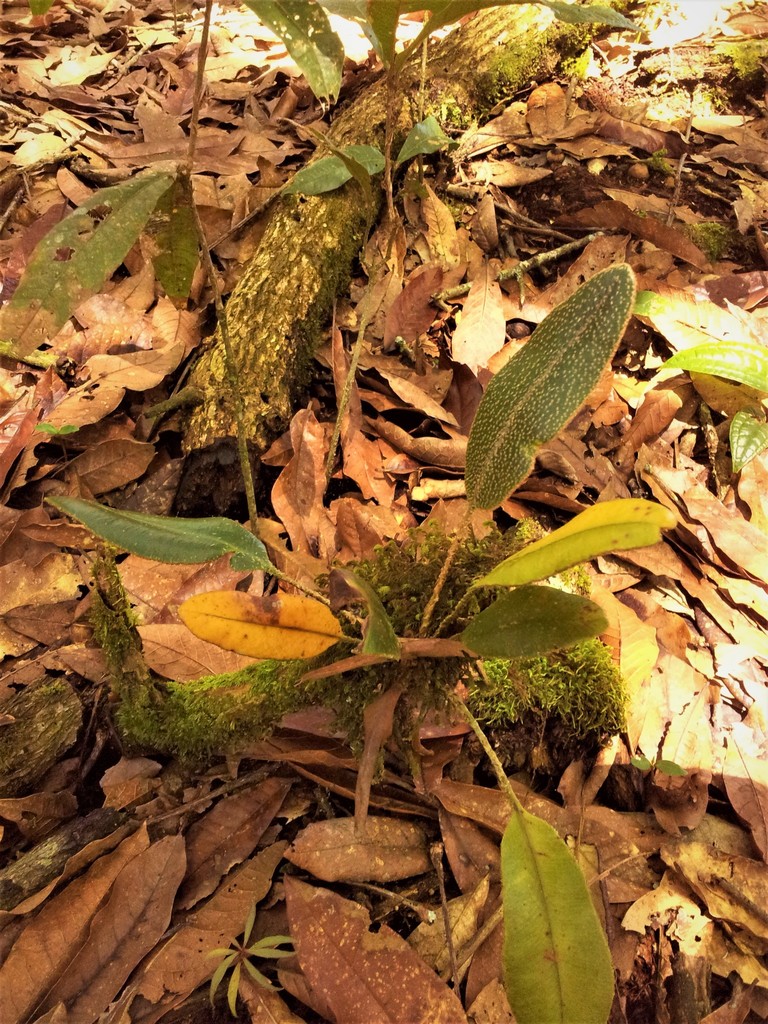 Elaphoglossum bellermannianum