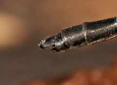 Lestoidea conjuncta