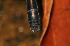 Lestoidea conjuncta