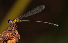Lestoidea conjuncta