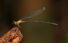 Lestoidea conjuncta