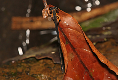 Lestoidea conjuncta