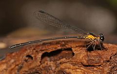 Lestoidea conjuncta