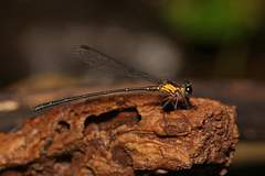 Lestoidea conjuncta