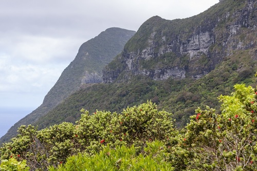Metrosideros nervulosa, photograph 3