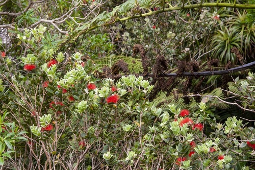 Metrosideros nervulosa, photograph 2