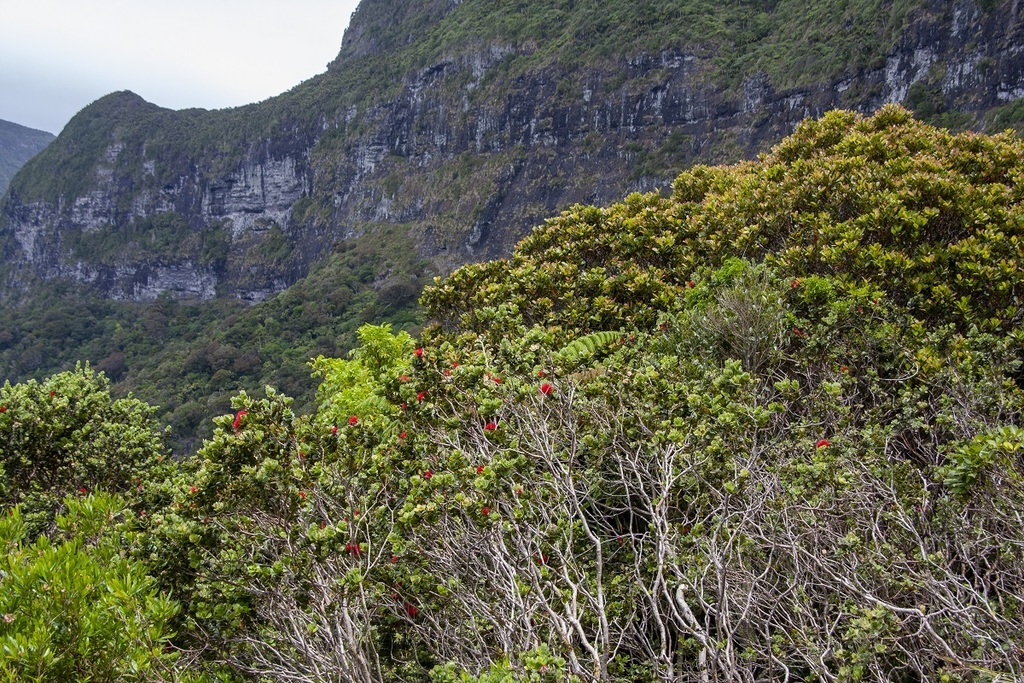 Metrosideros nervulosa; photograph (c) dhfischer, some rights reserved (CC BY)