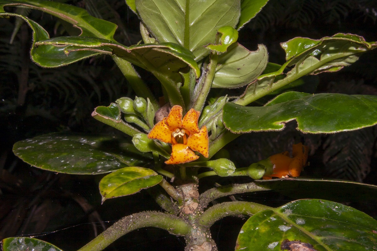 Negria rhabdothamnoides