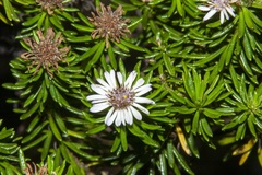Olearia ballii