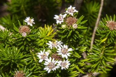 Olearia ballii