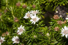 Olearia ballii