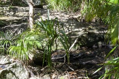 Pandanus forsteri