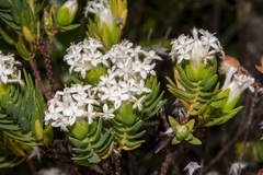 Pimelea congesta