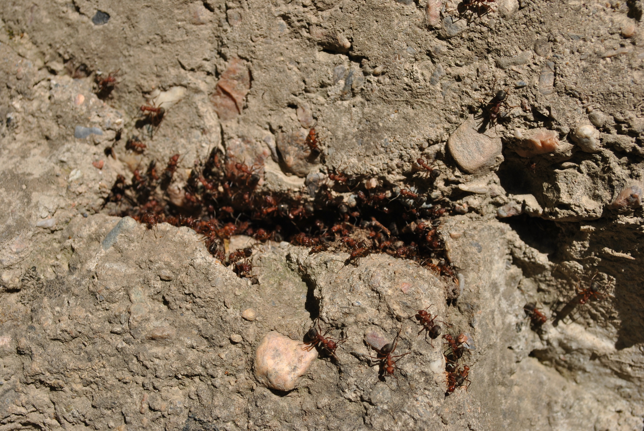 Formica sinensis