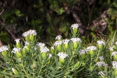 Pimelea congesta