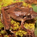 Steindachner's Robber Frog - Photo (c) Diogo B. Provete, some rights reserved (CC BY-NC)