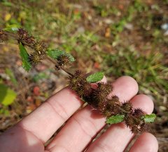 Triumfetta semitriloba