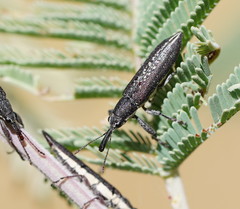 Rhinotia sparsa