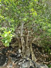Ficus