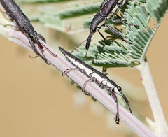Rhinotia phoenicoptera