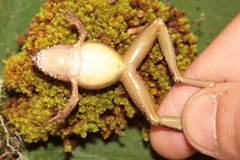 Guenther's Frog photo 2
