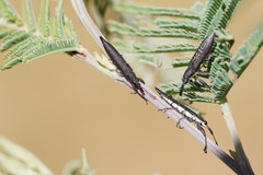 Rhinotia phoenicoptera