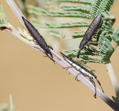 Rhinotia phoenicoptera