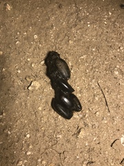 Incilius alvarius