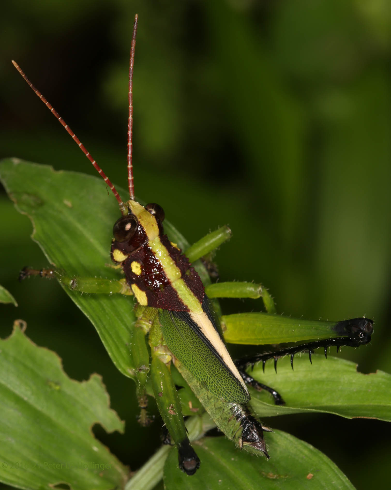 Agriacris aequatoriana image