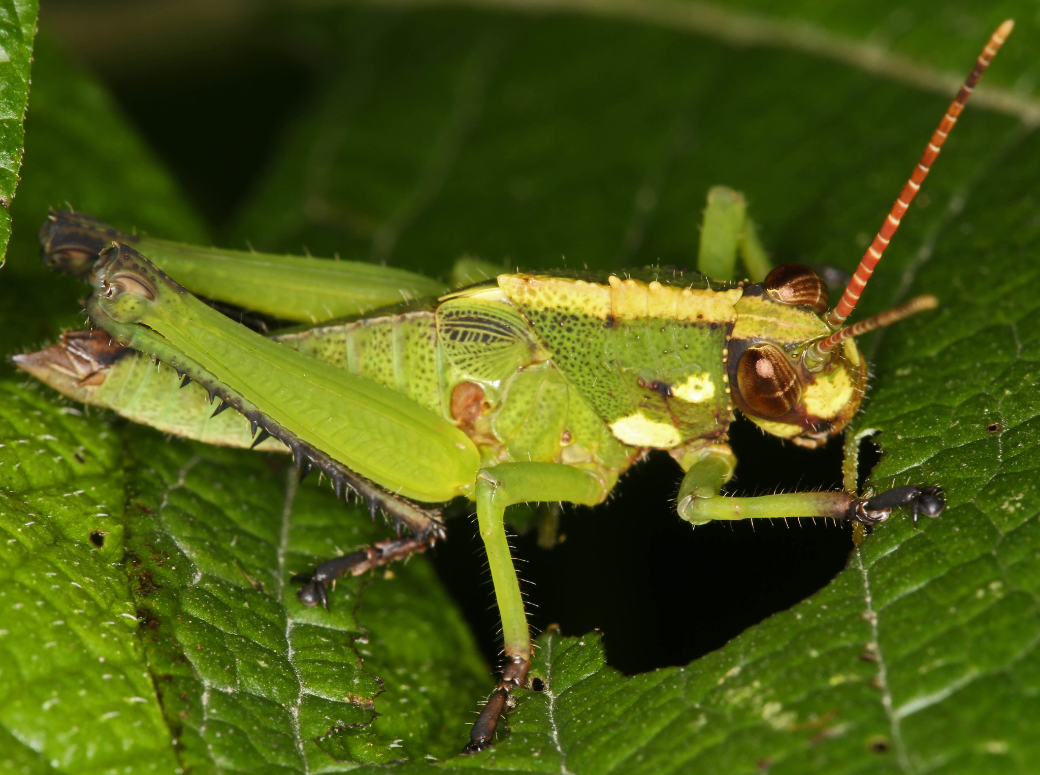 Agriacris magnifica image