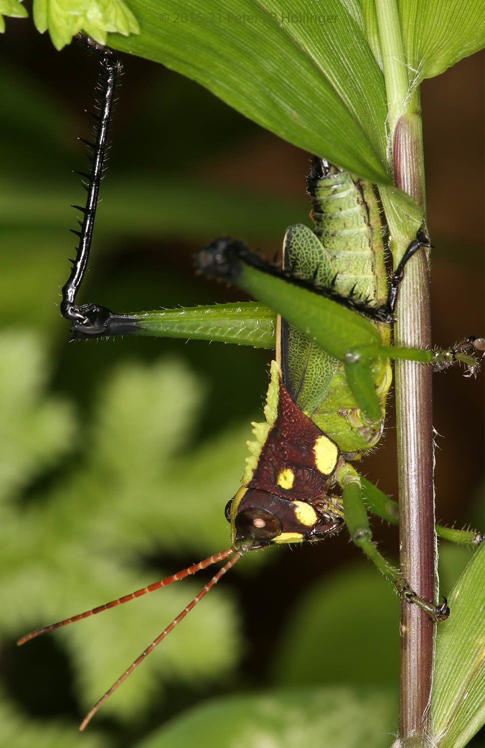 Agriacris aequatoriana image