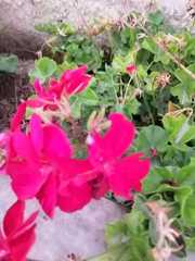 Pelargonium