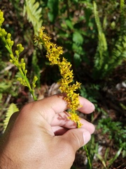 Solidago chrysopsis