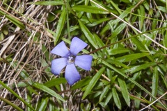 Wahlenbergia insulae-howei