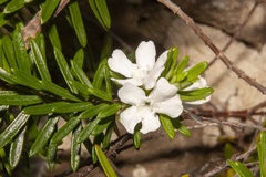 Westringia viminalis