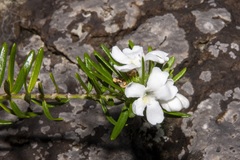 Westringia viminalis