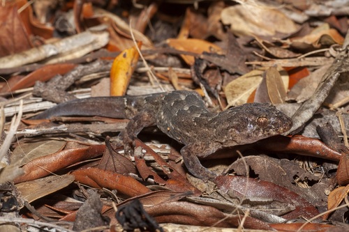 Lord Howe Island Southern Gecko, Christinus guentheri