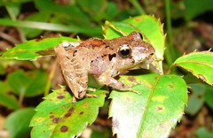 Hensel's Big-Headed Frog photo 3