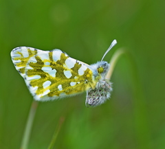 Euchloe ausonia