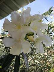 Nerium oleander