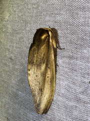 Truncaptera elongata